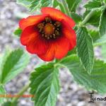 Potentilla hybriden - 