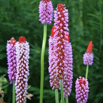 Primula vialii