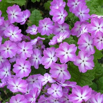 Primula sieboldii