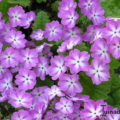 Primula sieboldii - 