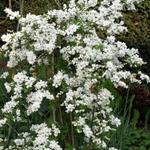 Exochorda - 