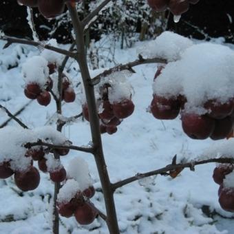 Malus 'Red Sentinel'