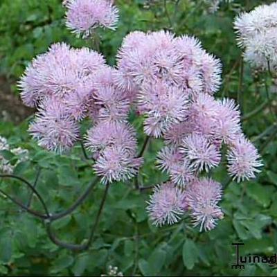 Thalictrum aquilegifolium - Akeleiblättrige Wiesenraute - Thalictrum aquilegifolium