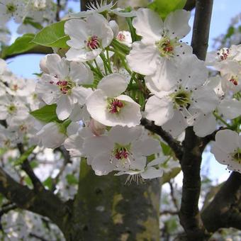 Pyrus calleryana 'Chanticleer'