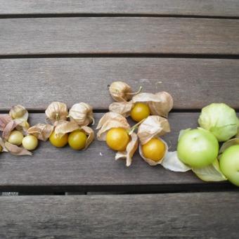 Physalis peruviana