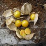 Physalis peruviana - Kapstachelbeere