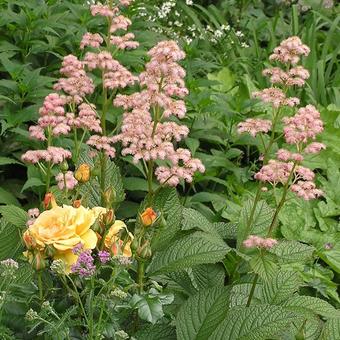 Rodgersia (varieteiten)