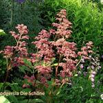 Rodgersia (varieteiten) - Schaublätter