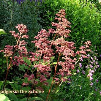 Rodgersia (varieteiten)