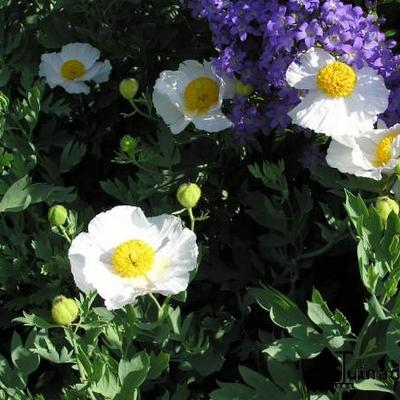 Romneya coulteri - Romneya coulteri