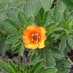 Potentilla megalantha 'Majlands' - 