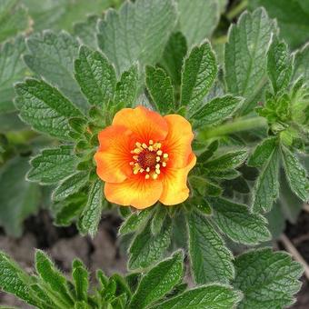 Potentilla megalantha 'Majlands'