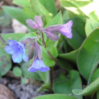 Pulmonaria angustifolia 'Blue Ensign'