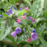 Pulmonaria 'Majesté' - 