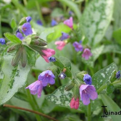 Pulmonaria 'Majesté' - Pulmonaria 'Majesté'