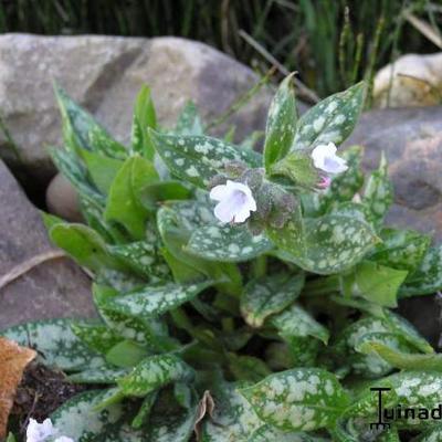 Pulmonaria 'Opal' - Pulmonaria 'Opal'