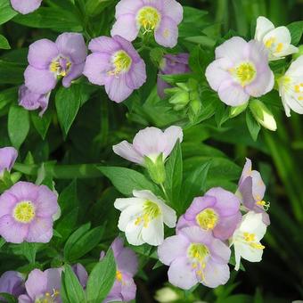 Polemonium carneum