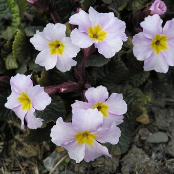 Primula x pruhonicensis "Guinevere"