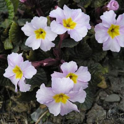 Primula x pruhonicensis "Guinevere" - 