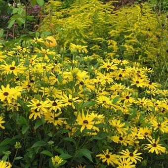 Rudbeckia subtomentosa