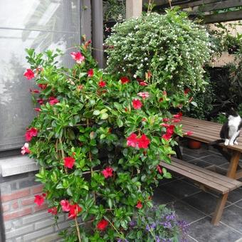 Mandevilla