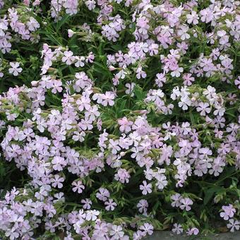 Saponaria lempergii 'Max Frei'