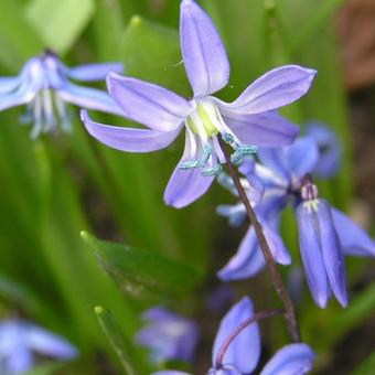 Scilla siberica