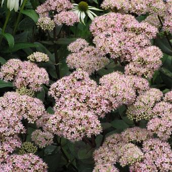 Sedum 'Matrona'