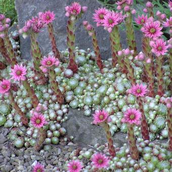 Sempervivum