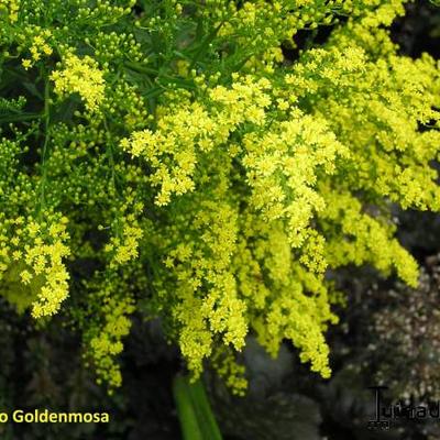 Solidago hybriden - 