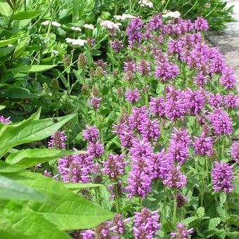 Stachys monieri 'Hummelo'