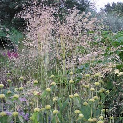 Stipa gigantea - Riesen-Federgras - Stipa gigantea