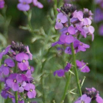 Erysimum 'Bowles Mauve'