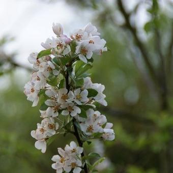 Malus 'Red Sentinel'