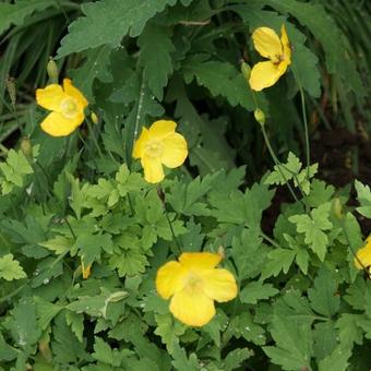 Meconopsis cambrica