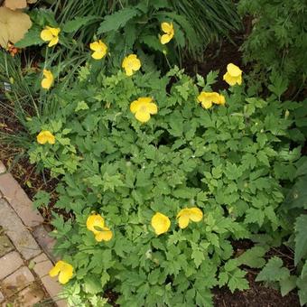 Meconopsis cambrica