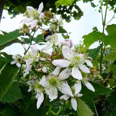 Rubus fruticosus 'Thornfree' - 