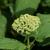 Hydrangea arborescens 'Annabelle'