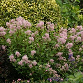 Ceanothus x delilianus 'Gloire de Versailles'