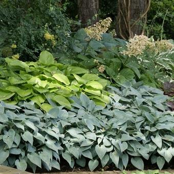 Hosta