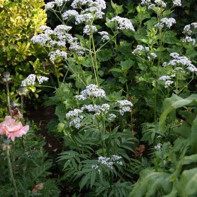 Echter Baldrian - Valeriana officinalis