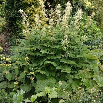 Aruncus dioicus