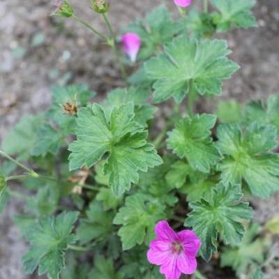 Geranium x riversleaianum 'Russell Prichard' - Geranium x riversleaianum 'Russell Prichard'