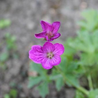 Geranium x riversleaianum 'Russell Prichard'