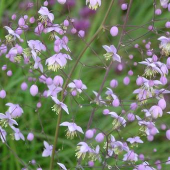 Thalictrum delavayi