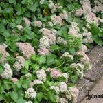 Sedum populifolium - 