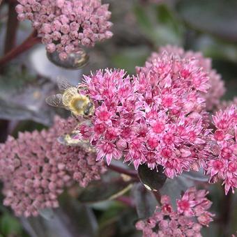 Sedum telephium 'El Cid'