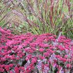 Sedum telephium 'Arthur Branch' - 