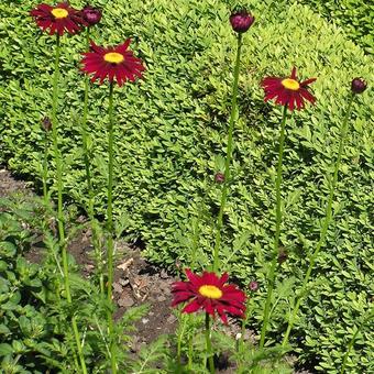 Tanacetum coccineum 'Robinson's Red'