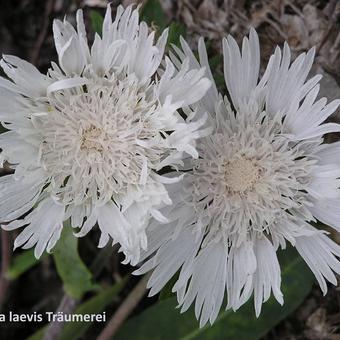 Stokesia laevis 'Träumerei'